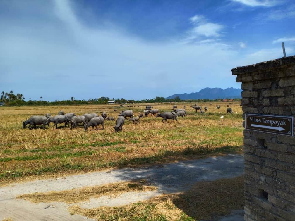 Villa Tempoyak Homestay Pantai Cenang  Eksteriør bilde